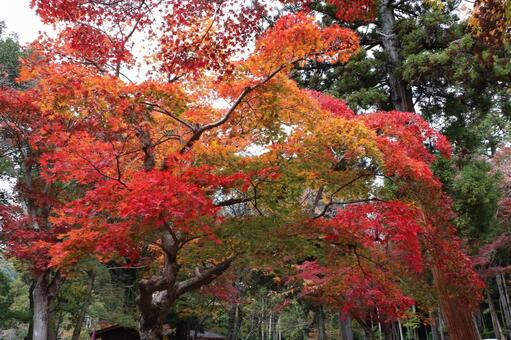 大原野神社の紅葉 大原野神社,紅葉,京春日の写真素材