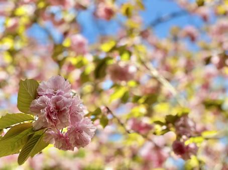 桜073 桜073の写真