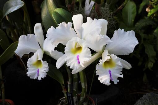 ラン１８（咲くやこの花館） ラン,花,可愛いの写真素材