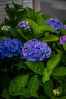 鮮やかな青いアジサイ アジサイ,紫陽花,花の写真素材