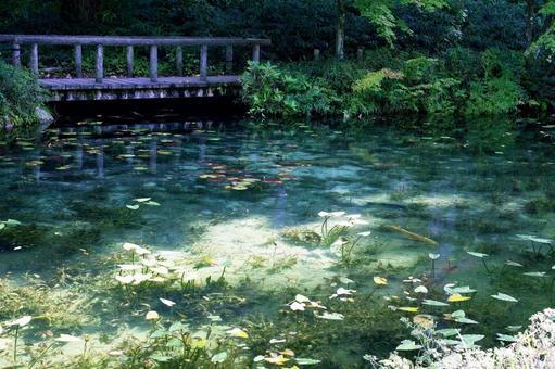 岐阜県関市 絵画の風景のようなモネの池 岐阜県関市 絵画の風景のようなモネの池 モネの池,名もなき池,透明度の写真素材