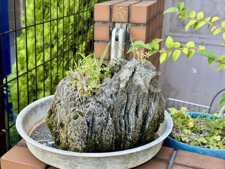 岩型のプランター 岩,植林,緑化の写真素材