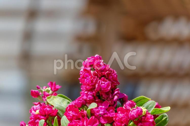 鮮やかな八重咲きストックの花束 ストック,花,八重咲きの写真素材