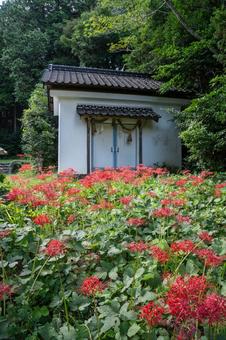 山口県　鰐鳴八幡宮の彼岸花 山口県,山口,彼岸花の写真素材