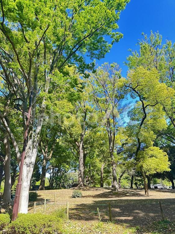 上野恩賜公園　上野公園 上野恩賜公園,上野公園,博物館の写真素材