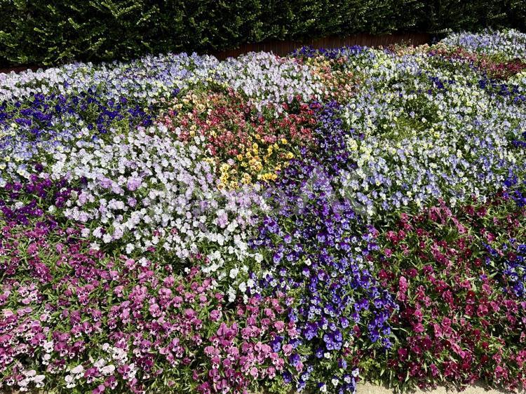 日比谷公園　小音楽堂前の花壇 霞ヶ関,千代田区,都会の写真素材