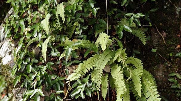 シダの葉 シダの葉 シダ,ツタ,野草の写真素材
