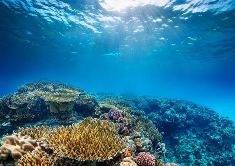 海のサンゴ礁 海のサンゴ礁の写真