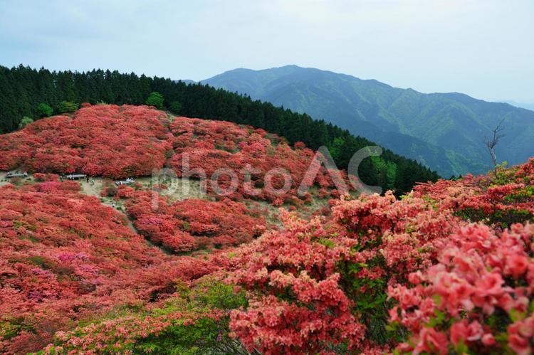 奈良県御所市葛城山のつつじ ツツジ,つつじ,葛城山の写真素材