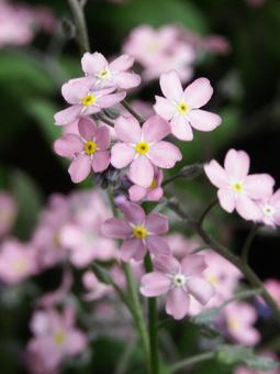 ワスレナグサ・忘れな草 ワスレナグサ・忘れな草の写真