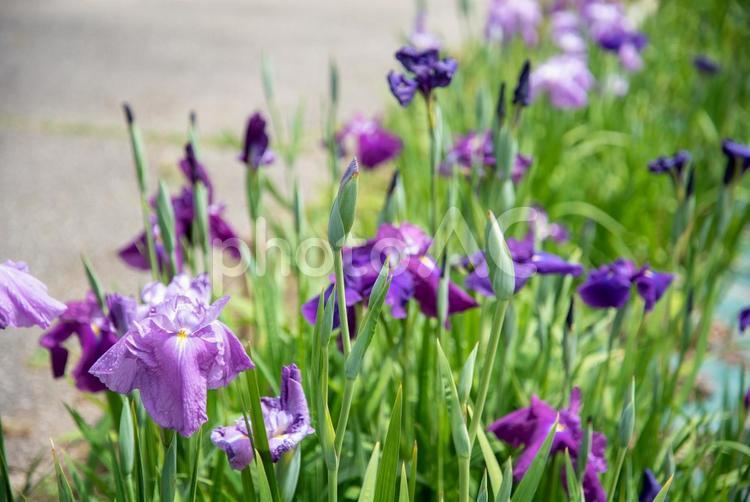 初夏の風景　花菖蒲９ ショウブ,花,植物の写真素材