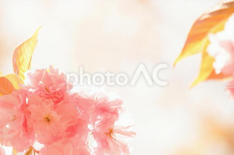 ふんわりピンクの八重桜 八重桜,春の花,春の写真素材