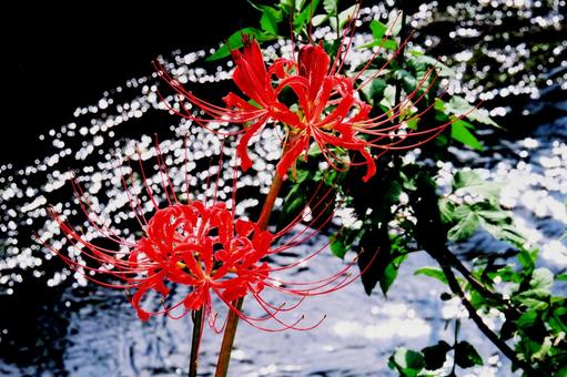 水面を背景に咲く赤い彼岸花 水面を背景に咲く赤い彼岸花 彼岸花,マクロ,光の写真素材