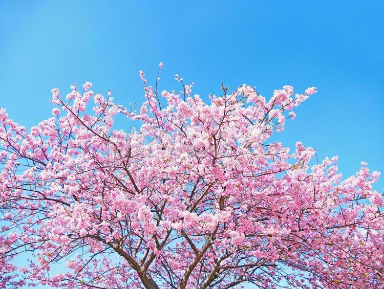 満開の河津桜と春の青空（春爛漫） 桜,青空,空の写真素材