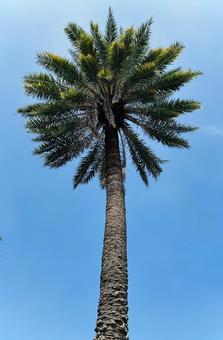 椰子の木 椰子の木 椰子,ヤシの木,植物の写真素材