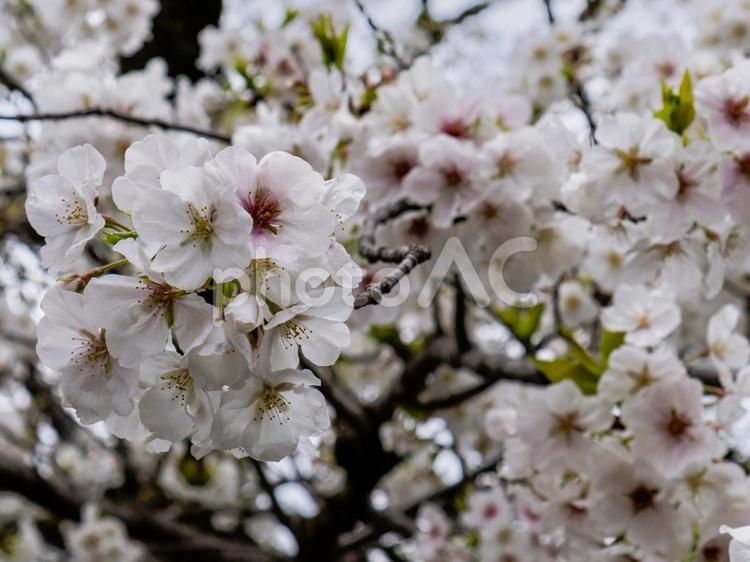 雨上がりの桜は艶やかに咲き誇る 桜,お花,春の写真素材
