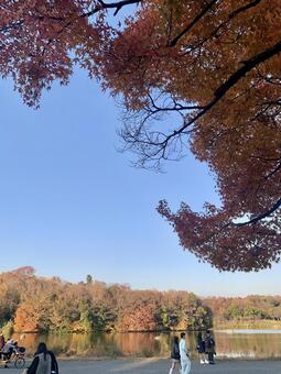 紅葉 夕暮れ,風景,自然の写真素材