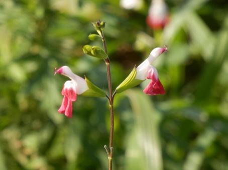 【花の写真】チェリーセージ チェリーセージ,植物,花の写真素材