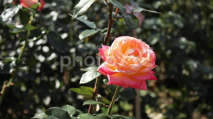 秋バラが揺れて バラ,秋バラ,薔薇の写真素材