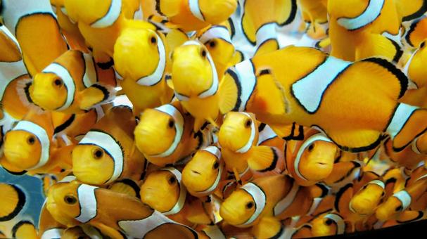 クマノミ クマノミ,群れ,魚の写真素材