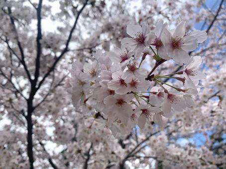 Photo, spring, cherry blossoms, natural, 