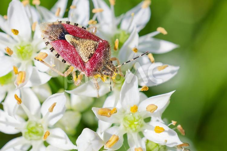 ニラの花に留まるブチヒゲカメムシ ブチヒゲカメムシ,カメムシ,虫の写真素材