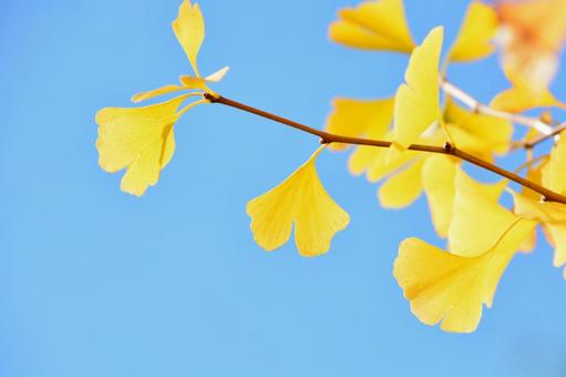 青空の中のイチョウ イチョウ,いちょう,銀杏の写真素材
