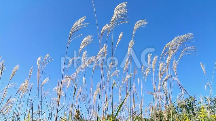 秋の風景2 癒される,癒し,アウトドアの写真素材