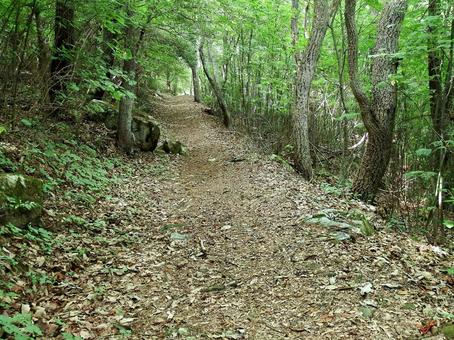 緑濃い夏の山道 山道,森,林の写真素材