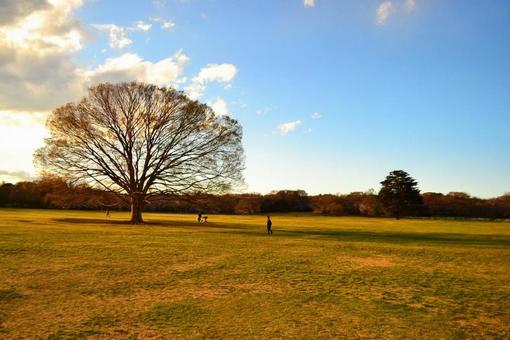 Park at dusk, JPG Park at dusk, evening, sunset, setting sun, JPG