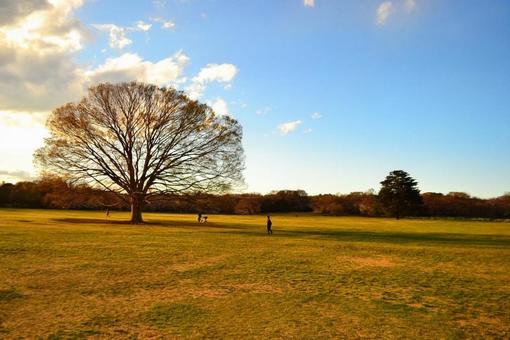 黃昏的公園, 晚報, 日落, 斜陽, JPG