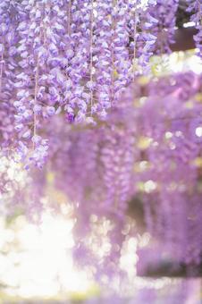 藤の花の背景 縦画像 藤の花の背景 縦画像の写真