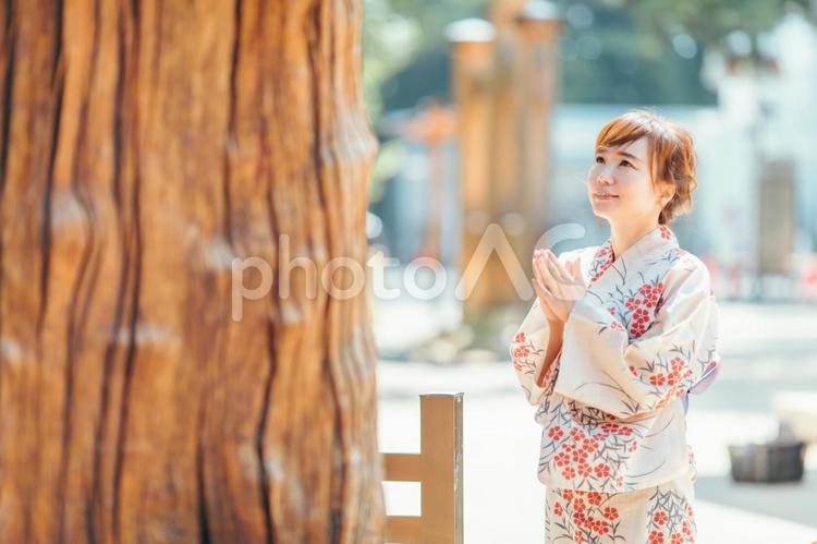 御神木に拝む浴衣を着た女性 ご神木,神社,お参りの写真素材