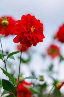 満開の色鮮やかに咲いた赤いダリア 花,植物,花びらの写真素材