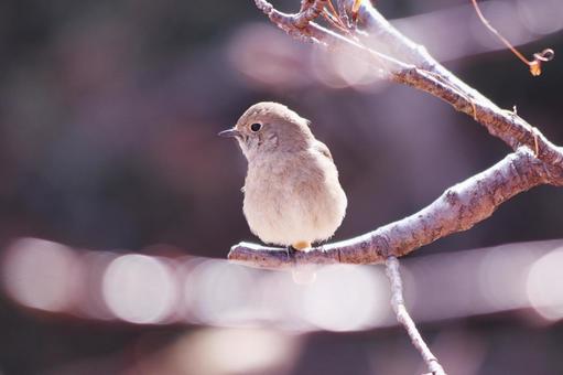 枝にとまる可愛いジョウビタキの雌 鳥,ジョウビタキ,自然の写真素材