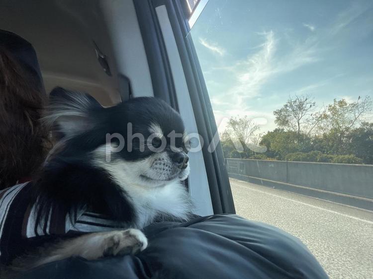黒チワワ、車窓を見ながらおやすみ 犬,チワワ,ちわわの写真素材
