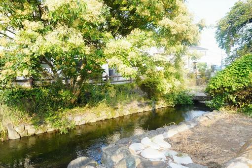 小川 小川 小川,川,緑の写真素材
