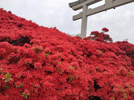 京都のつつじ 京都のつつじの写真