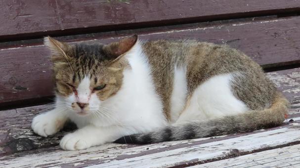 ベンチで寛ぐもふもふで可愛い猫様の写真