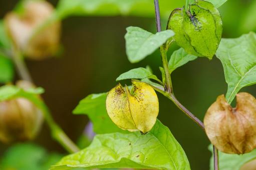 オオセンナリの写真