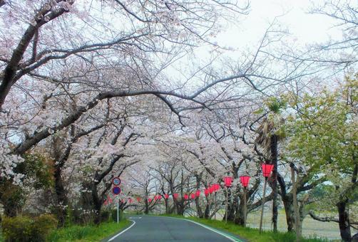 桜並木がトンネルのように続く美しい景色 桜,満開,桜並木の写真素材