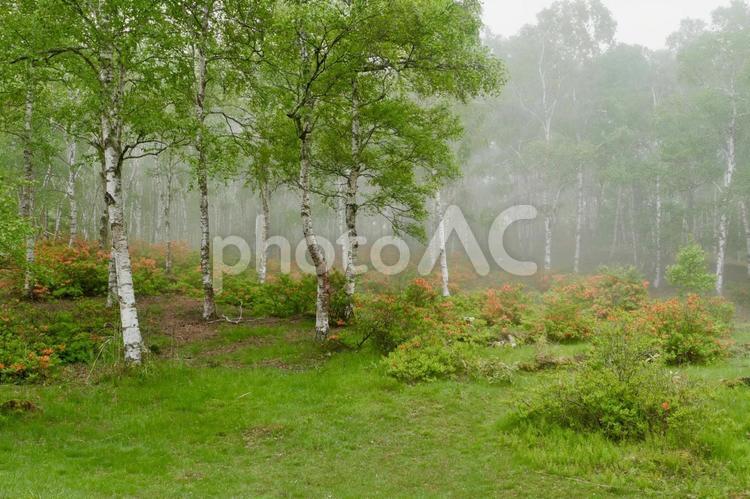 霧の白樺林とレンゲツツジ 白樺林,レンゲツツジ,林の写真素材