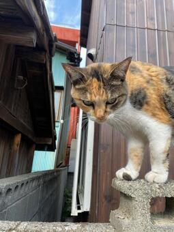 三毛猫8 猫,ネコ,ねこの写真素材