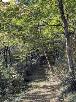 緑の小道 森林,遊歩道,四国山地の写真素材