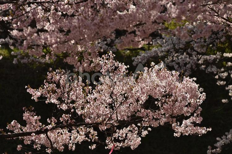 大草城址公園　桜 桜,鮮やか,晴れの写真素材