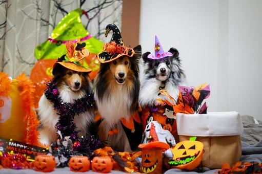シェルティ シェルティ,ハロウィン,セーブルの写真素材