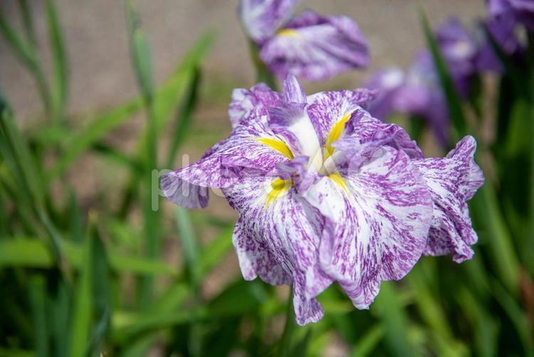 初夏の風景　花菖蒲のアップ ショウブ,花,植物の写真素材