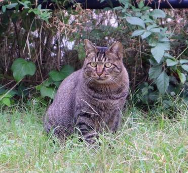 草むらから見つめるの写真