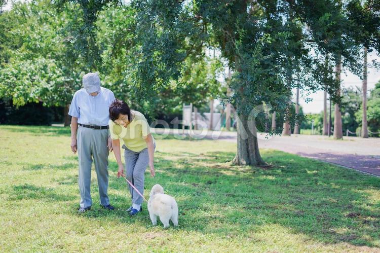 夫婦で犬の散歩をする元気なシニア 話す,日本人,老夫婦の写真素材