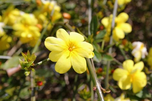 Photo, unnen sokay, flowers and trees, macro, 